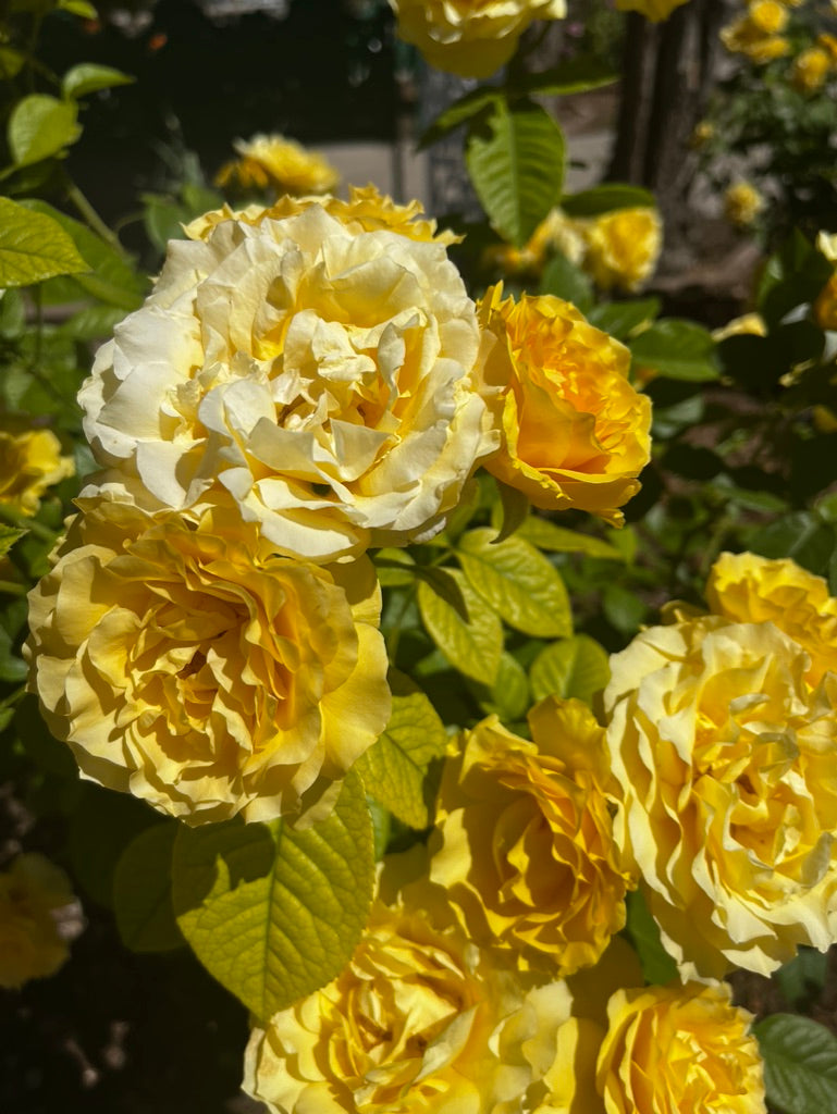 Blooming Our Way Through Spring