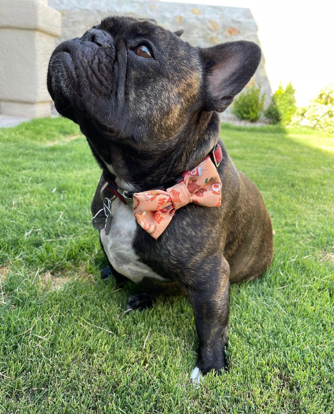 Paw-some Friends at the Market – Upper Valley Artist & Farmers Market